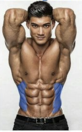Obliques