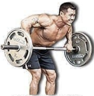 Barbell Rows