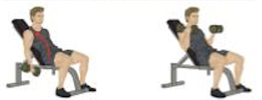 Incline Dumbbells Curl
