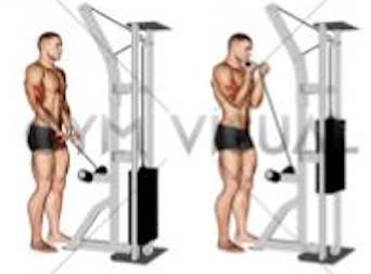 Close Grip Cable Curls