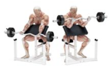 Preacher Curls