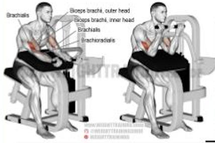 Preacher Curl Machine