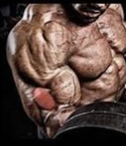 Brachialis