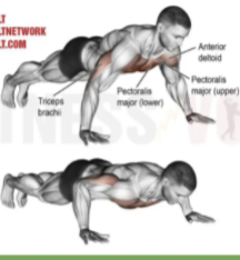 Push Ups