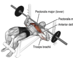 Decline Barbell Bench Press