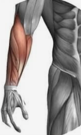 Forearm