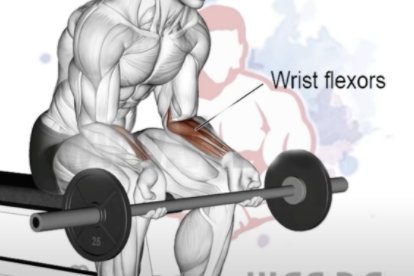 Barbell Wrist Curls Palms Up