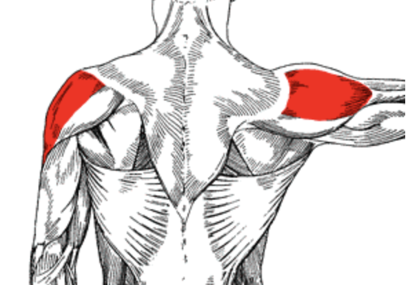 Lateral Deltoid