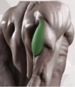 Long Head